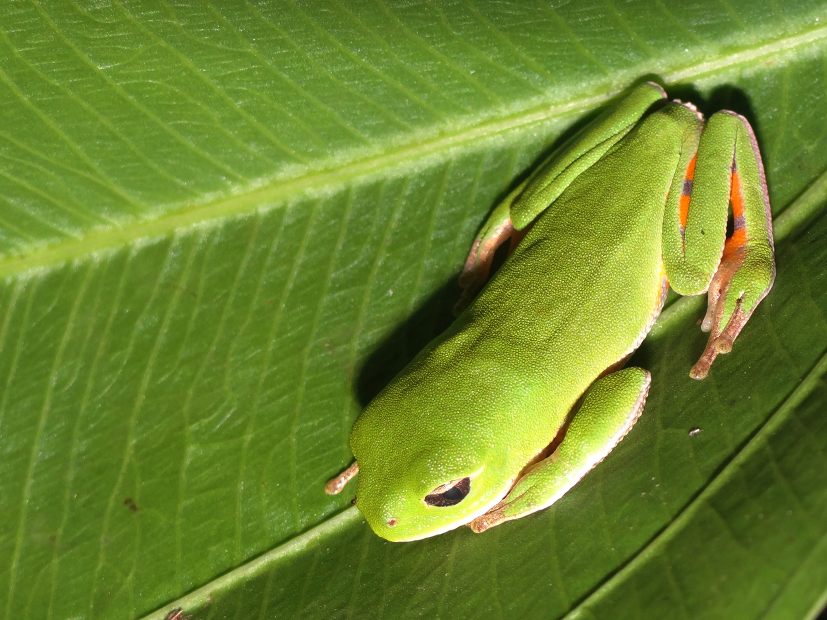 Pithecopus gonzagai 06